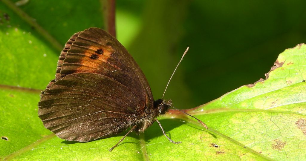 Górówka medea (Erebia aethiops)