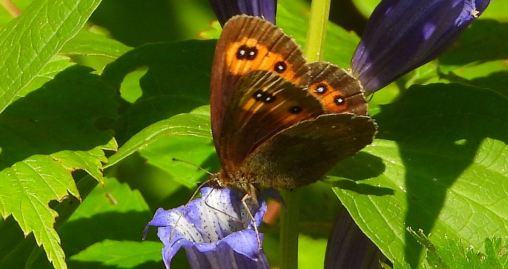 Górówka medea (Erebia aethiops)