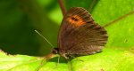 Górówka medea (Erebia aethiops)
