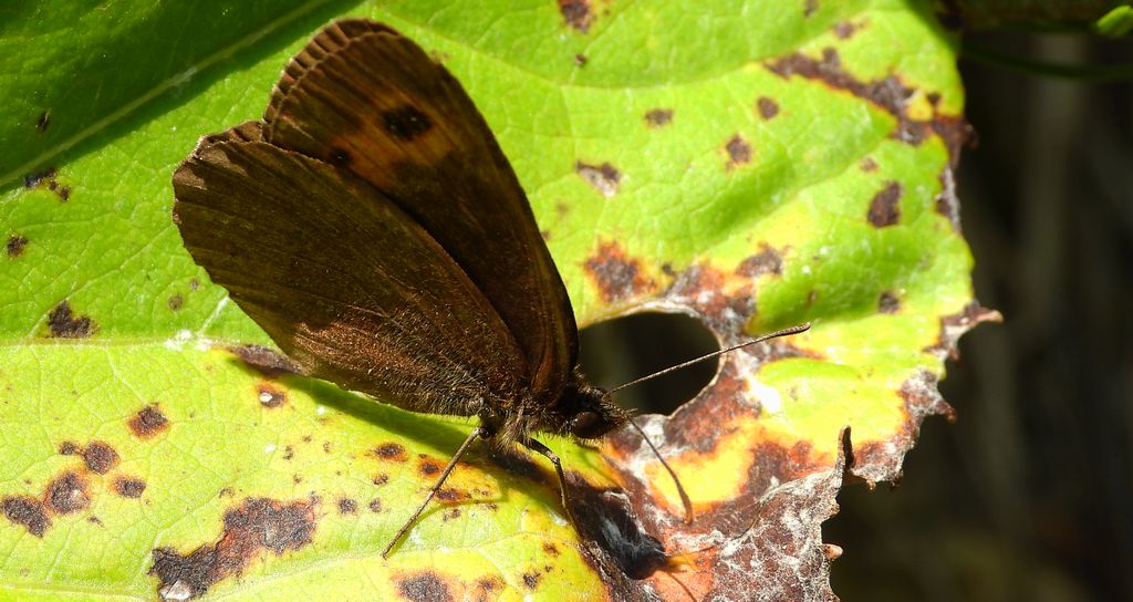 Górówka medea (Erebia aethiops)