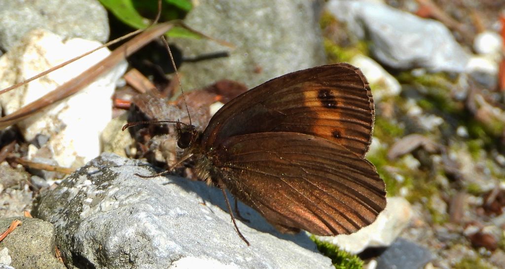 Górówka medea (Erebia aethiops)