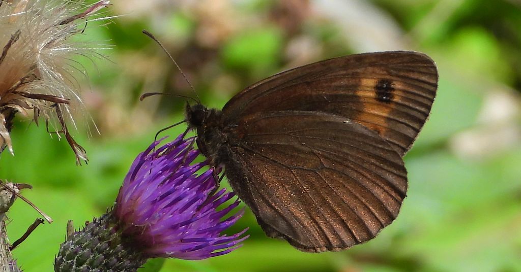 Górówka medea (Erebia aethiops)