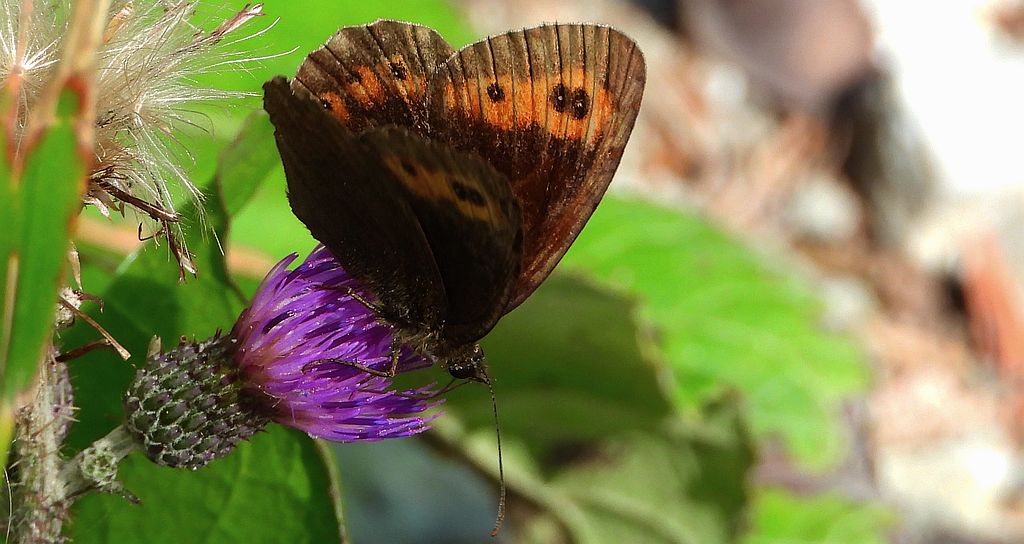 Górówka medea (Erebia aethiops)