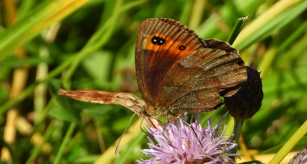Górówka medea (Erebia aethiops)