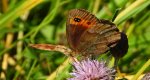 Górówka medea (Erebia aethiops)