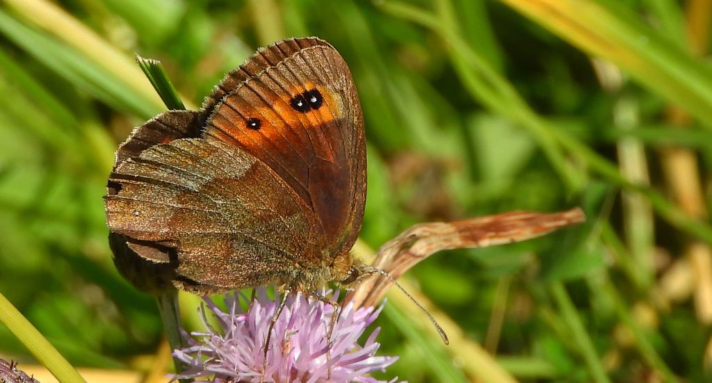 Górówka medea (Erebia aethiops)