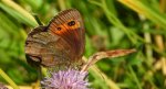 Górówka medea (Erebia aethiops)