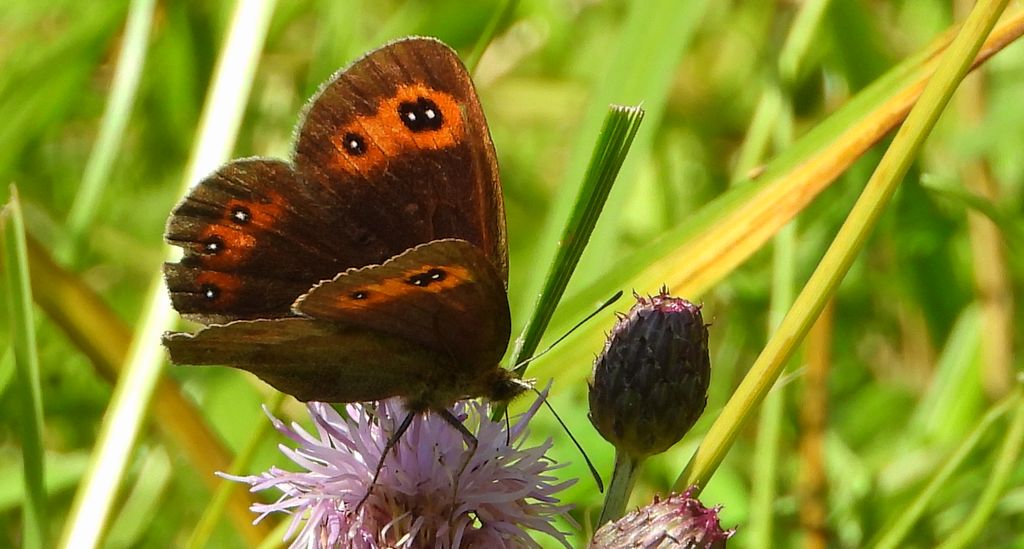 Górówka medea (Erebia aethiops)