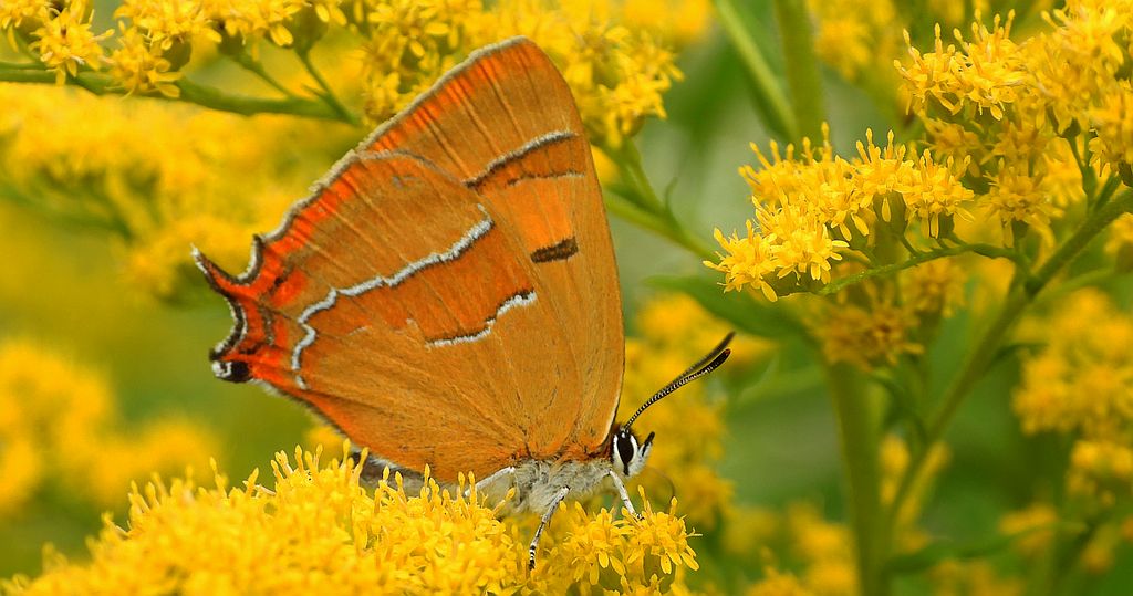 Pazik brzozowiec (Thecla betulae)