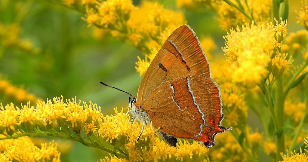 Pazik brzozowiec (Thecla betulae)