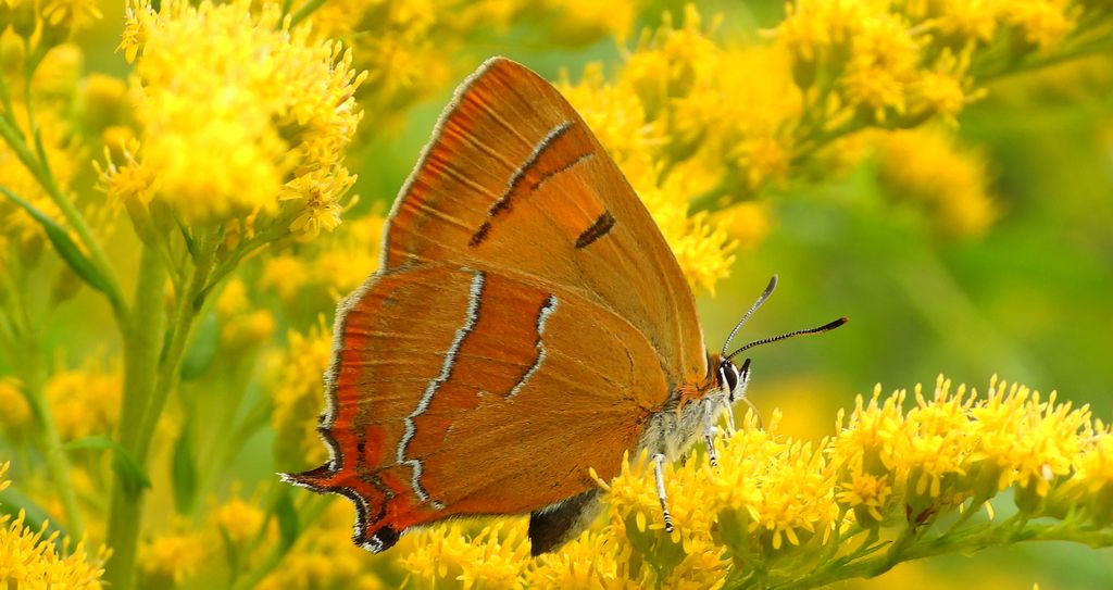 Pazik brzozowiec (Thecla betulae)