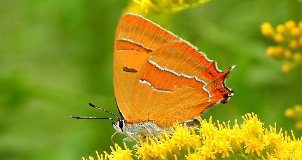 Pazik brzozowiec (Thecla betulae)