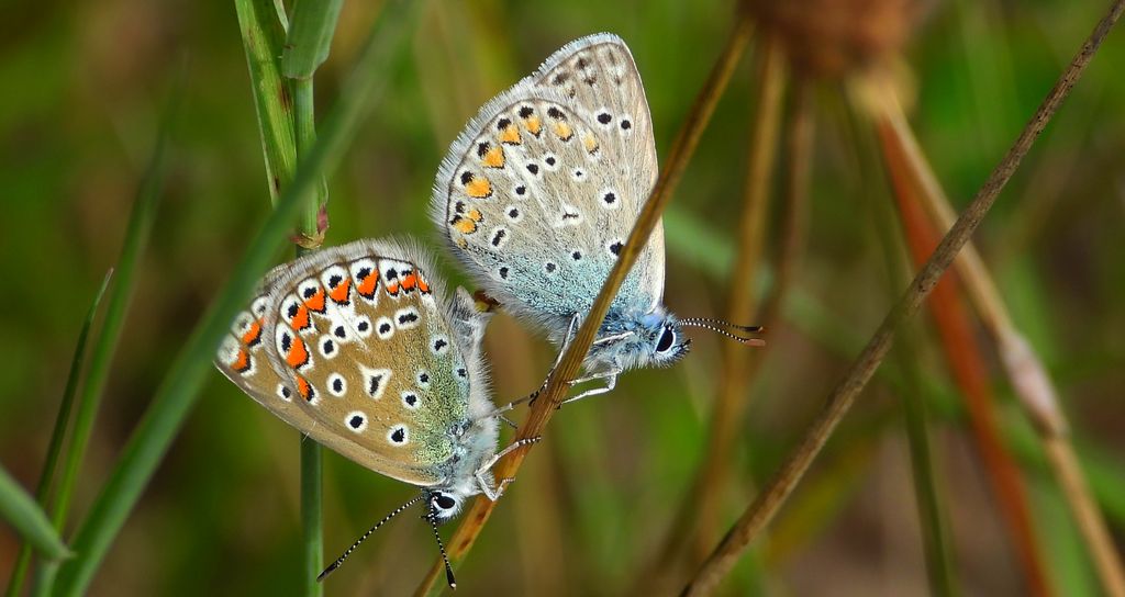Modraszek ikar (Polyommatus icarus)