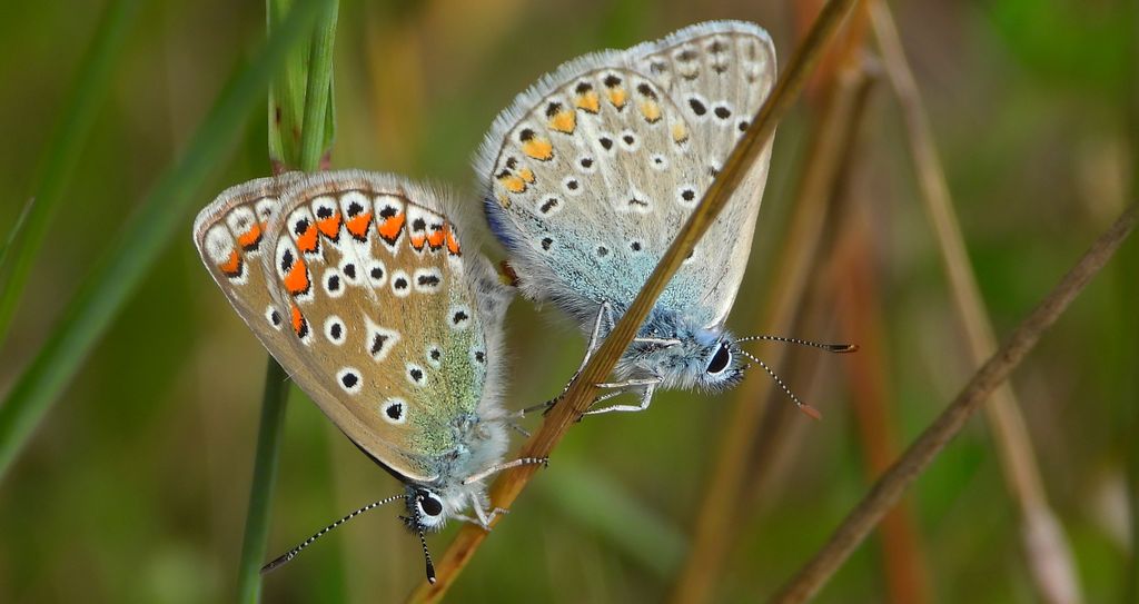 Modraszek ikar (Polyommatus icarus)