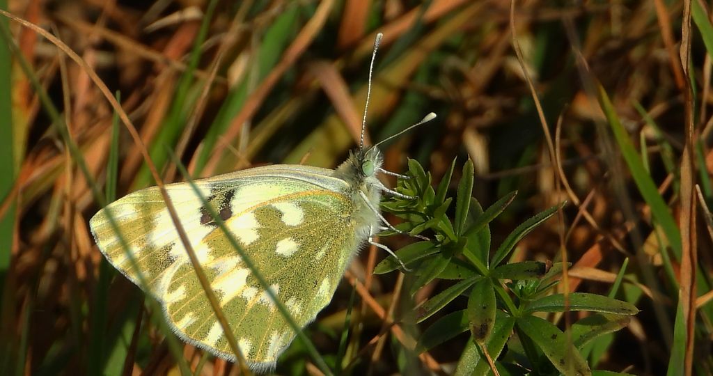 Bielinek rukiewnik, białawiec rukiewnik (Pontia edusa)