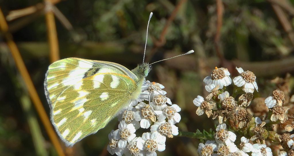 Bielinek rukiewnik, białawiec rukiewnik (Pontia edusa)