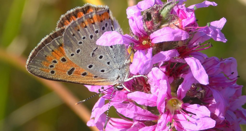 Czerwończyk nieparek, czerwończyk większy (Lycaena dispar)