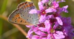 Czerwończyk nieparek, czerwończyk większy (Lycaena dispar)