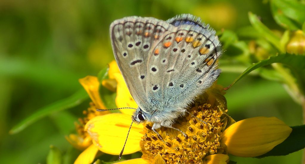 Modraszek ikar (Polyommatus icarus)