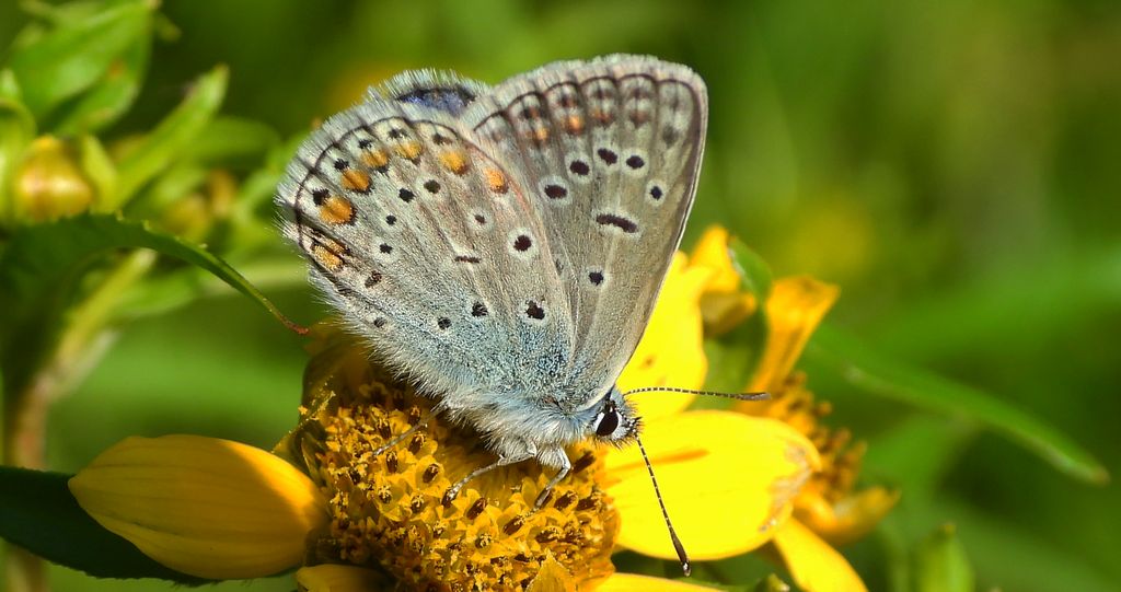 Modraszek ikar (Polyommatus icarus)