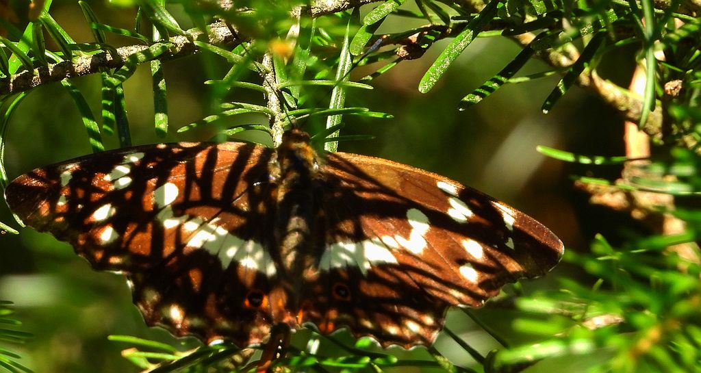 Mieniak tęczowiec (Apatura iris)
