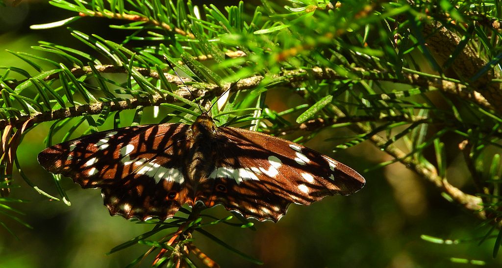 Mieniak tęczowiec (Apatura iris)