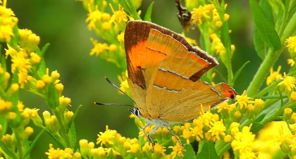 Pazik brzozowiec (Thecla betulae)