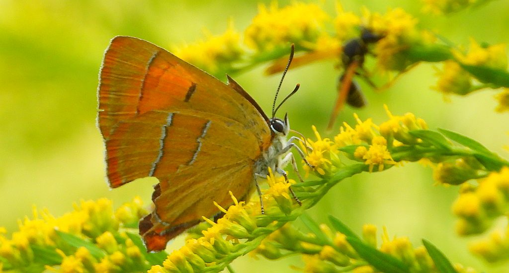 Pazik brzozowiec (Thecla betulae)