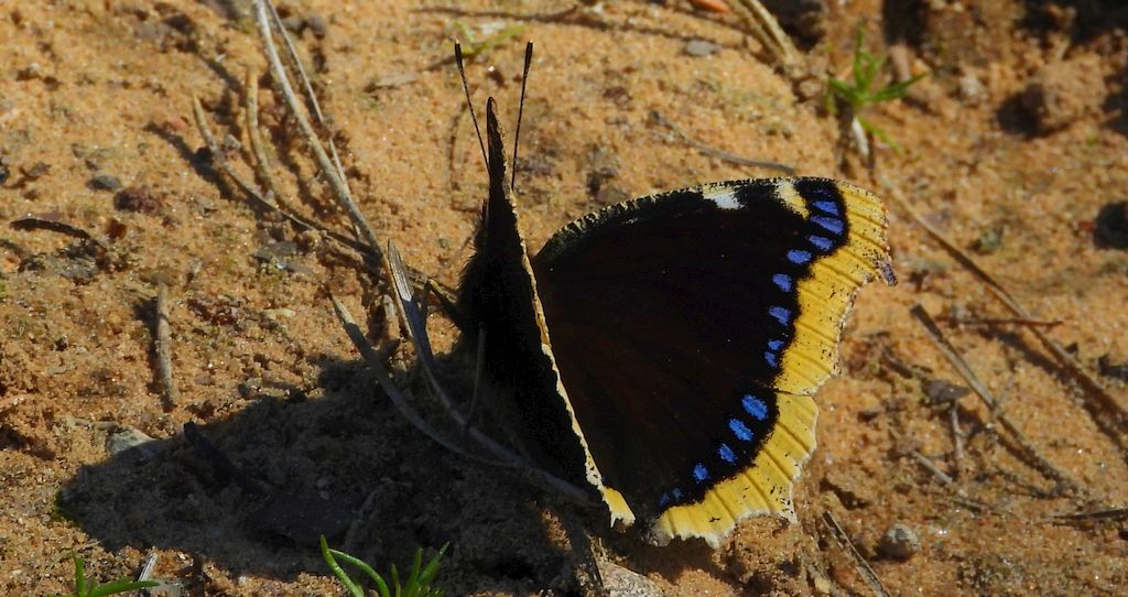Rusałka żałobnik (Nymphalis antiopa)