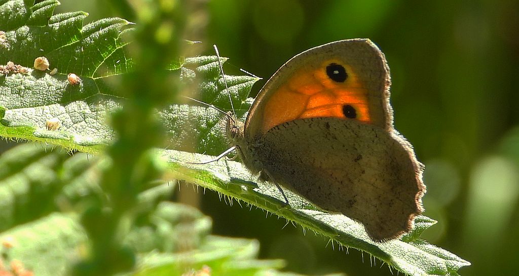 Przestrojnik likaon (Hyponephele lycaon)