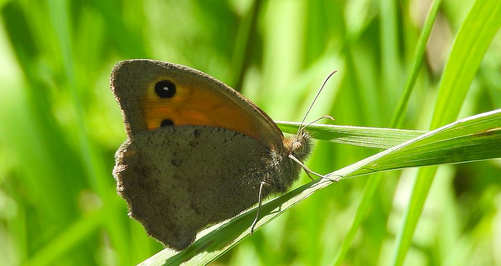 Przestrojnik likaon (Hyponephele lycaon)