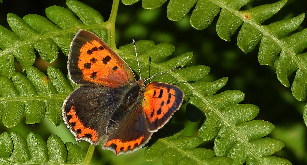 Czerwończyk żarek (Lycaena phlaeas syn. Lycaena phlaeoides)