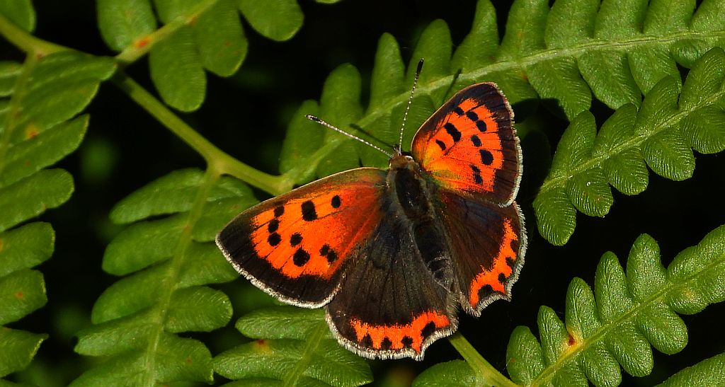 Czerwończyk żarek (Lycaena phlaeas syn. Lycaena phlaeoides)