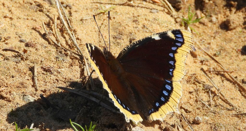 Rusałka żałobnik (Nymphalis antiopa)