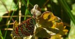 Przeplatka didyma (Melitaea didyma)