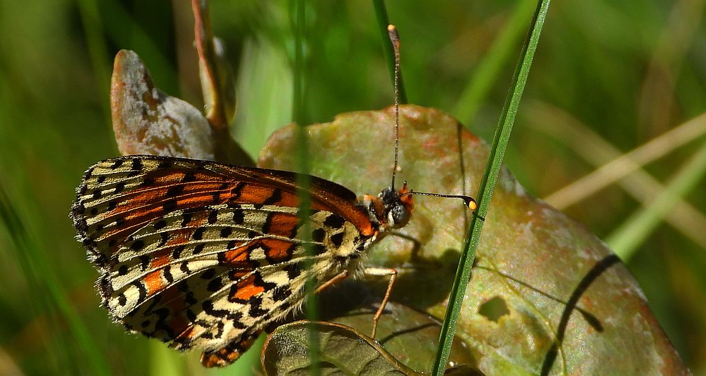 Przeplatka didyma (Melitaea didyma)