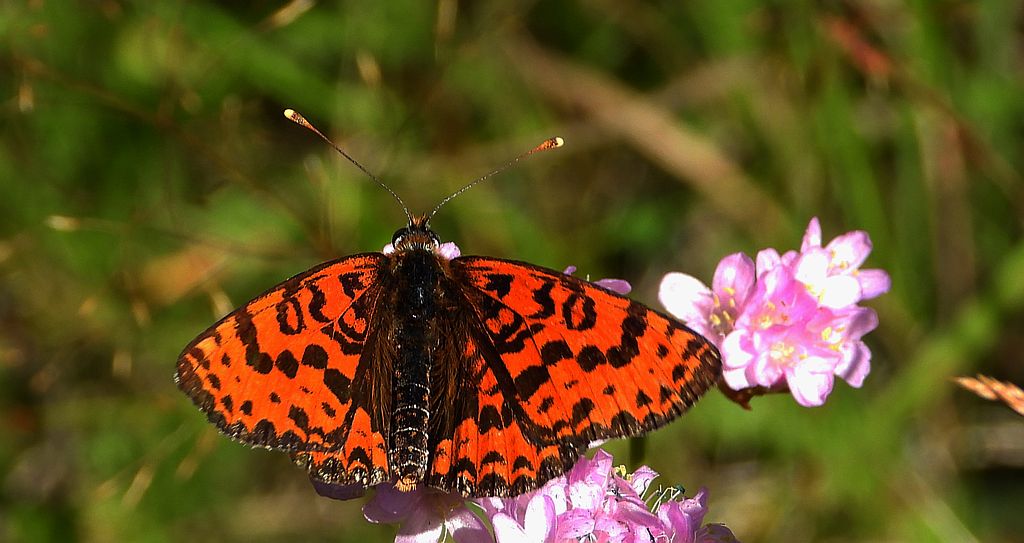 Przeplatka didyma (Melitaea didyma)