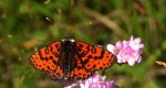 Przeplatka didyma (Melitaea didyma)