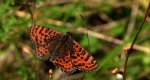 Przeplatka didyma (Melitaea didyma)