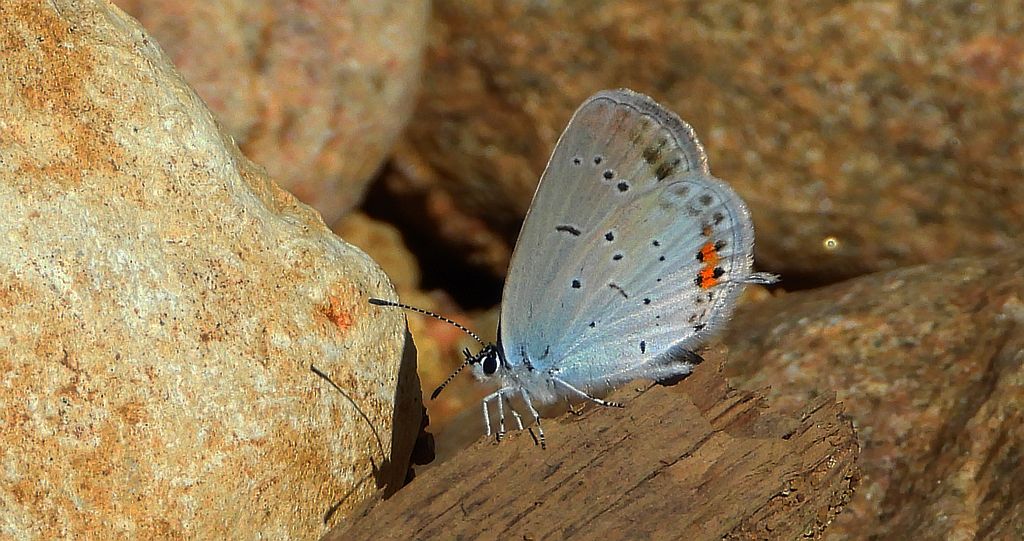 Modraszek argiades (Cupido argiades)