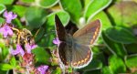 Modraszek agestis (Aricia agestis)