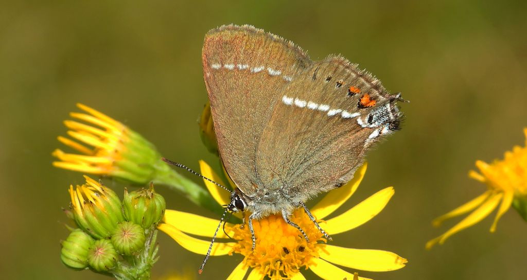 Ogończyk tarninowiec (Satyrium spini)