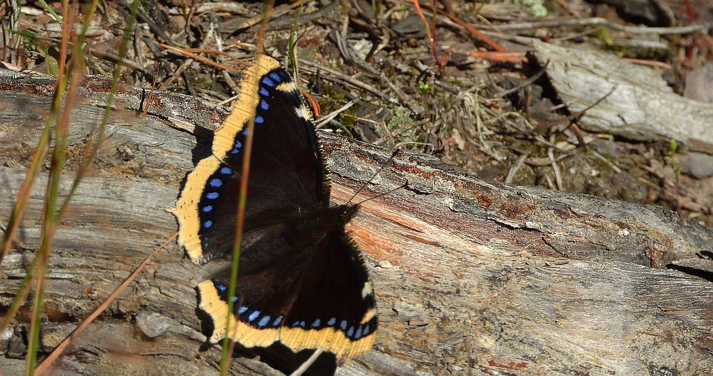 Rusałka żałobnik (Nymphalis antiopa)