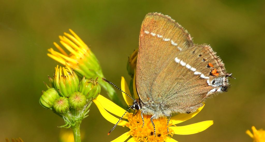Ogończyk tarninowiec (Satyrium spini)