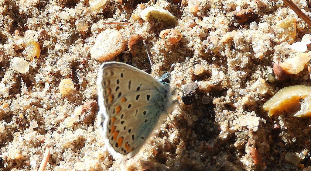 Modraszek ikar (Polyommatus icarus)