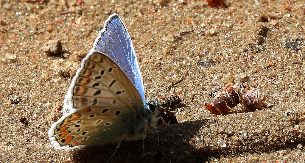 Modraszek ikar (Polyommatus icarus)