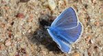 Modraszek ikar (Polyommatus icarus)