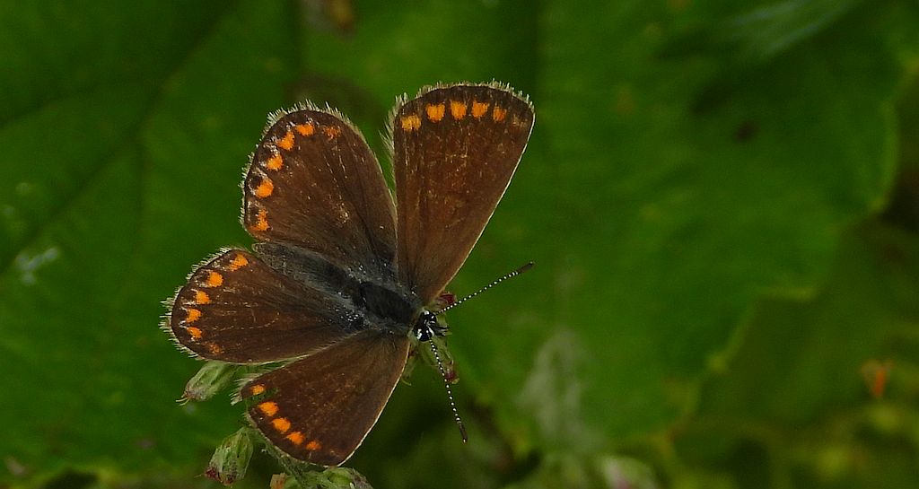 Modraszek ikar (Polyommatus icarus)