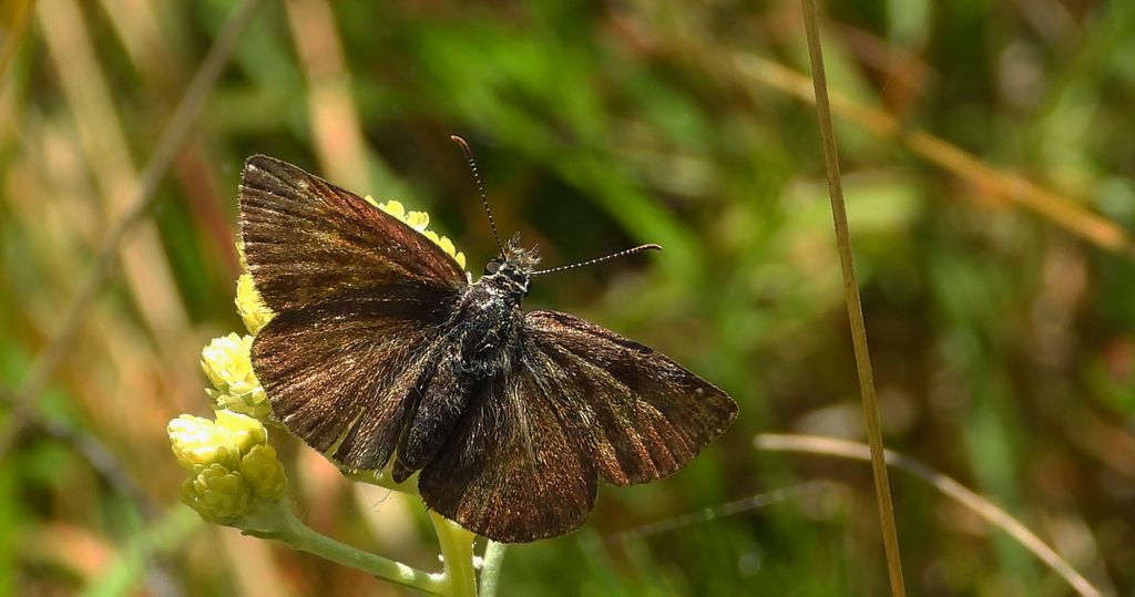 Powszelatek brunatek (Erynnis tages)