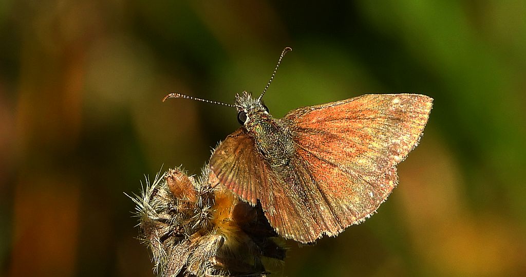 Powszelatek brunatek (Erynnis tages)
